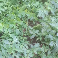 نشا گوجه