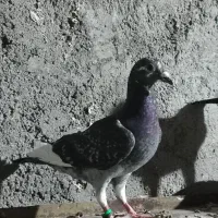 جوانه نر وانروی