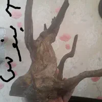چوب آبنوس دکوری آکواریوم
