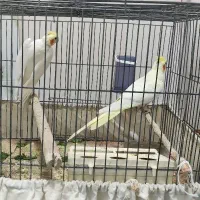 عروس هلندی