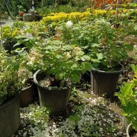گل وگیاه|گل و گیاه طبیعی|کلاچای, |دیوار