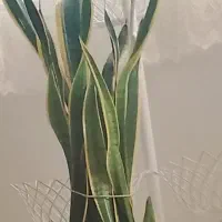 خدمات نظافت