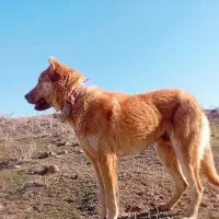 سگ سرابی