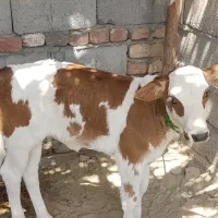گاو گوساله