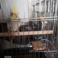 پرنده عروس هلندی جفت