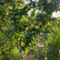 باغچه-چهار-دیواری-با-درختان-6ساله-مثمروسهمیه-آب