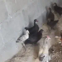 جوجه مرغ و خروس