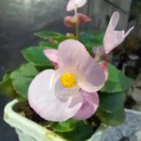 گل کده پرنده بهشتی