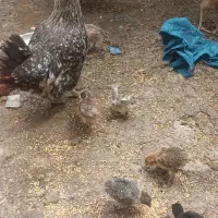 مرغ با ۱۵ تا جوجه یک ماه