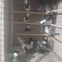 تعدادی کبوتر طوقی و تهرانی