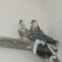 کفتر پروازی