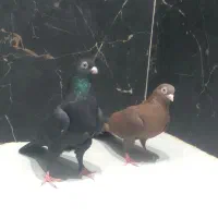 کبوتر سوسنی پرشی