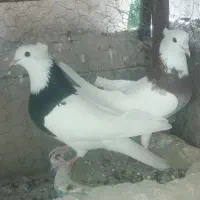 شازده کاشونی طوقی