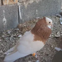 طوقی آنتیک