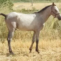 کره اسب سیروان لارتی