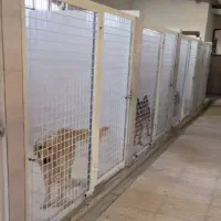پانسیون سگ و آموزش نگهداری انواع نژاد شبانه‌روزی
