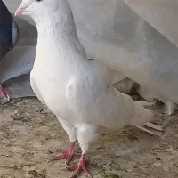 کبوتر|پرنده|مشکین‌دشت, |دیوار