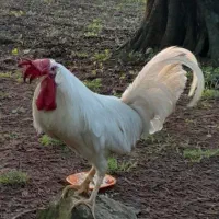 خروس سالم و درشت