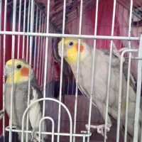 عروس هلندی