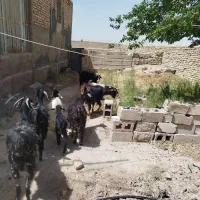 بزوکهره وچبش