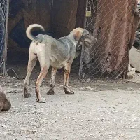 توله ماده ۴ماه