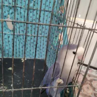 طوطی برزیلی ماده به شرط