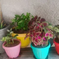 گل و گیاه