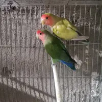 مرغ عشق جوجه وکوتوله و عروس هلندی سرلاکی ودونخور