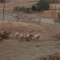 (غاز)|حیوانات مزرعه|کوهدشت, |دیوار