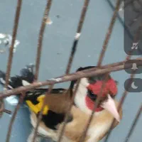 یک عدد سهره نقابدار کشیده پایه سفت بخون