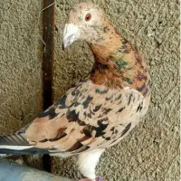 کبوتر کوهی دورگ هفت رنگ