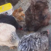 مرغ تخمگذار.