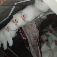 مرغ جوان تخم گذار
