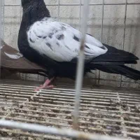 یک جفت جوجه سینه ای
