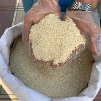 کنجد سفید قیمت مقطوع
