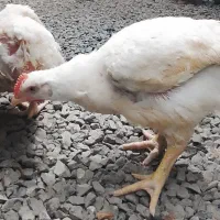 مرغ و خروس زنده ارگانیک