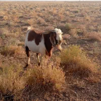 نر بز