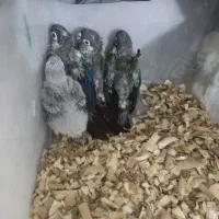 گرینچیک نردون خور،ملنگو ۴ ماه دستی ، پیرلی سرلاکی