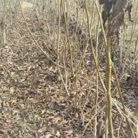 انواع نهال میوه.گردو.بادام صنوبر.کبوده عمده .خرده