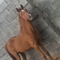 اسب