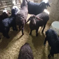 میش بره|حیوانات مزرعه|جوکار, |دیوار