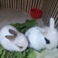 دوعد خرگوش ۳ماهه