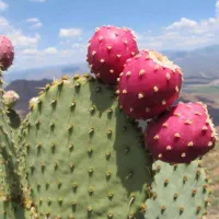 میوه کاکتوس