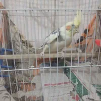 عروس هلندی