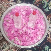 گلاب خانگی
