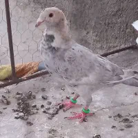 کفتر گرفتنی و جوانه هفرنگ