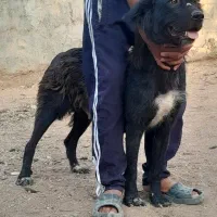 سگ لاس گله ایی