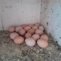 تخم لاری نطفه دار تازه