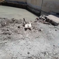 اردک