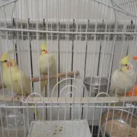 عروس هلندی نر و ماده ۴ ساله